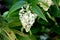 False Solomon Seal, Maianthemum flexuosum, epiphyte and geopyte,