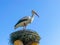 A false stork sits in a nest