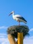 A false stork sits in a nest