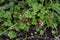 False strawberry ( Potentilla hebiichigo ) berries.