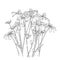 False sunflower bush hand drawn sketch on white background, garden botanical vector illustration, tiny flowers scattered