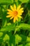 False Sunflower - Heliopsis helianthoides