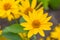 False sunflower Heliopsis helianthoides composite inflorescence