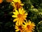 False sunflower, rough oxeye - Heliopsis helianthoides \'Loraine Sunshine\'