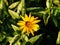 False sunflower, rough oxeye - Heliopsis helianthoides \'Loraine Sunshine\'