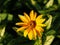 False sunflower, rough oxeye - Heliopsis helianthoides \'Loraine Sunshine\'
