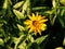 False sunflower, rough oxeye - Heliopsis helianthoides \'Loraine Sunshine\'