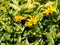 False sunflower, rough oxeye - Heliopsis helianthoides \'Loraine Sunshine\'