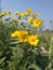 False sunflowers flowers in starting spring