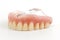 False teeth prosthetic