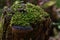 False tinder fungus on an old stump covered with moss.