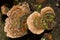 False Turkey Tail Fungi - Stereum ostrea