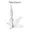 False unicorn Chamaelirium luteum , or blazing-star, devil s bit, fairy wand, helonias - ornamental and medical plant