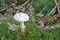 False White Deathcap.