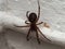 False widow on the hunt