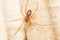 A False Widow Spider, Steatoda Grossa