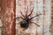 False widow spider, Steatoda nobilis, resting on wooden slats