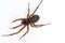 False widow spider under the lights isolated on a white background