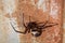 False widow, Steatoda nobilis, spider, resting on wooden slats