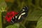 The false zebra longwing Heliconius atthis.