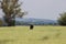 Fam worker walking in waist high field of green grass on a hot day