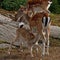 A famale doe of Fallow deer suckling one young fawn in Sweden