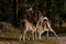 A famale doe of Fallow deer suckling two young fawn in Sweden