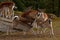 A famale doe of Fallow deer suckling two young fawn in Sweden