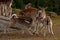 A famale doe of Fallow deer suckling two young fawn in Sweden