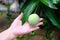 Famale hand holding small sour mango