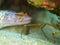 Famefish, Apogon maculatus. CuraÃ§ao, Lesser Antilles, Caribbean