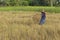 Famer harvest in the rice field