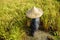 Famer harvest rice plant