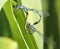 Familiar Bluet Damselflies Mating