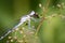 Familiar Bluet Damselfly Eating Grasshopper