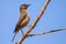 Familiar chat sitting on a branch with blue sky