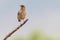 Familiar chat sitting on a branch with brown drab colours