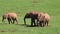 Familiar group of african elephants