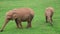 Familiar group of african elephants