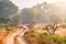 Families of blue bull nilgai and spotted deers in Ranthambore National park. Rajasthan, India.