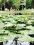 Families enjoy a nice day at the park in Bucha - LOVE - BUCHA - UKRAINE