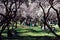 Families relax at under almond trees with flowers in La Quinta de los Molinos park in Madrid,