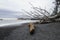 Families were playing on Ocean Shores