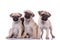 Familiy of four cute pugs sitting on white background