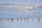 Familly of Sanderling birds walking on beach. Galagapos