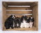 A family of 5 week shih tzu puppies sitting together in a wooden crate