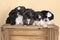 A family of 5 week shih tzu puppies sitting together in a wooden crate in beige