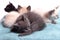 A family of adorable funny little kittens on a white background. Sleepy well-fed kittens are gentle with each other and