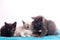 A family of adorable funny little kittens on a white background. Sleepy well-fed kittens are gentle with each other and