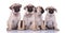 Family of adorable pugs sitting on white background